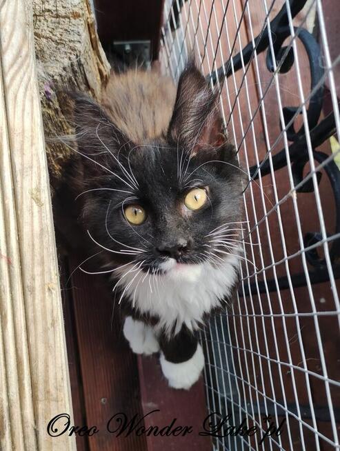 Pieścioch - Czarno biały kocurek Maine Coon - FPL