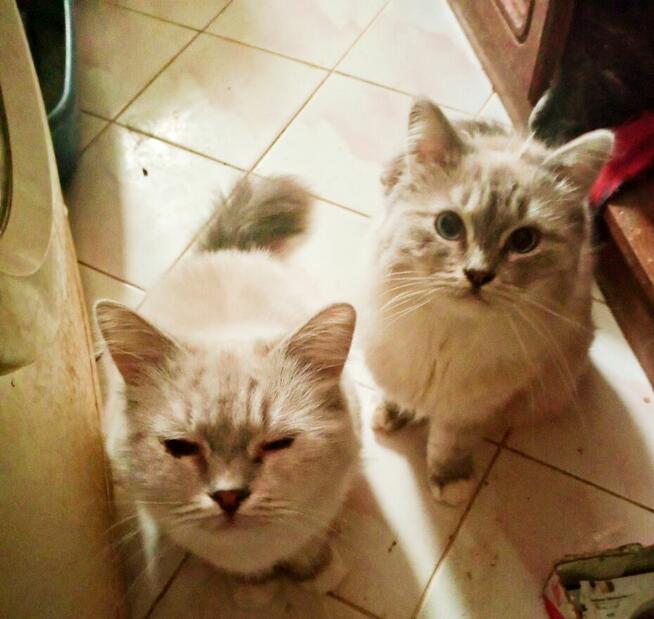 Kocięta Ragdoll Rumia