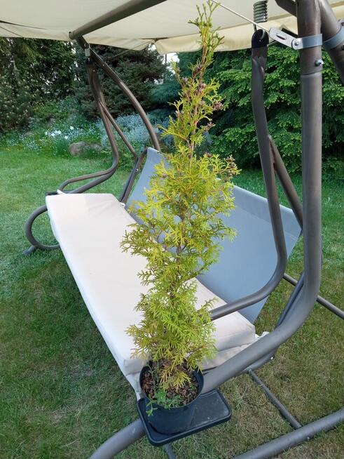 Mahonia i inne krzewy i iglaki
