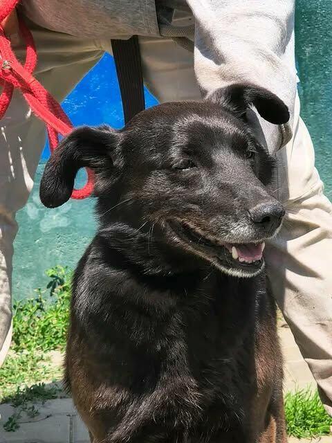 Kleo