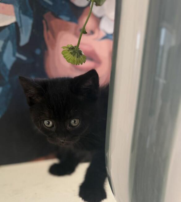 kocięta rasy Scottish Fold pomieszane z Brytyjskim