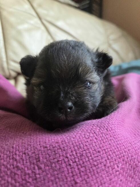 Szpic miniaturowy - pomeranian ZKwP/FCI