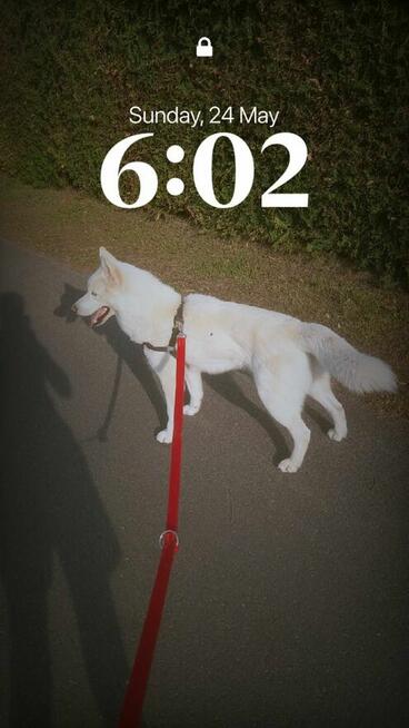 Husky Syberyjski oddam za darmo