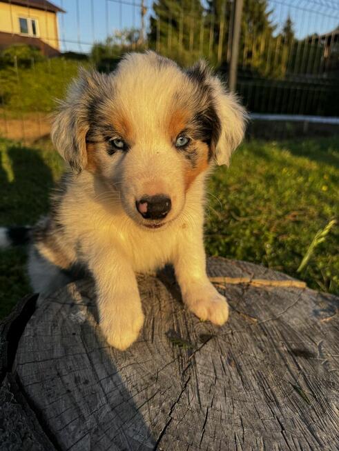 Border Collie FCI z rodowodem