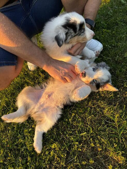 Border Collie FCI z rodowodem