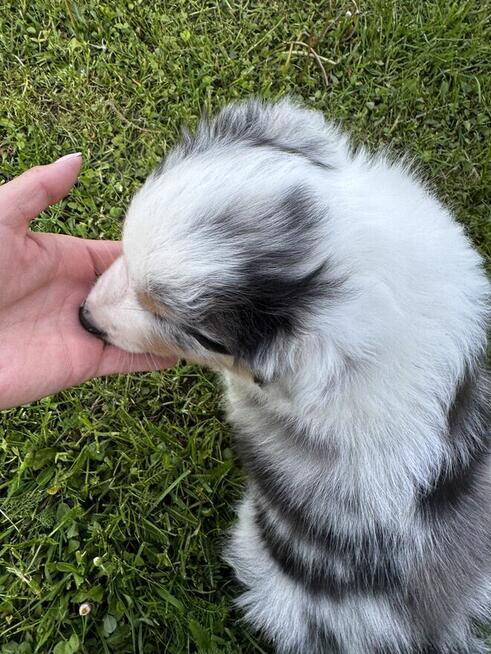 Border Collie FCI z rodowodem