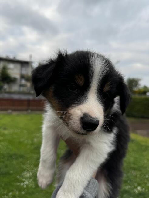 Border Collie FCI z rodowodem