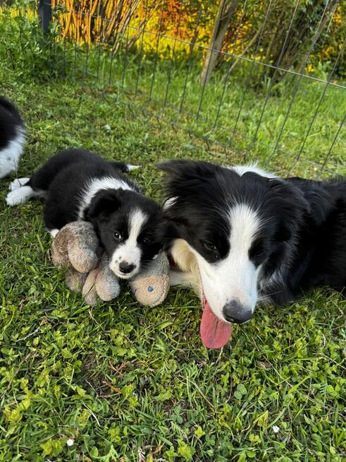Border Collie FCI z rodowodem
