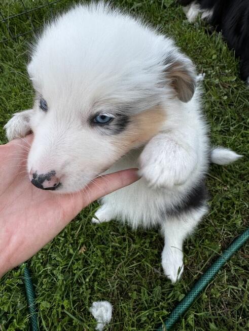 Border Collie FCI z rodowodem