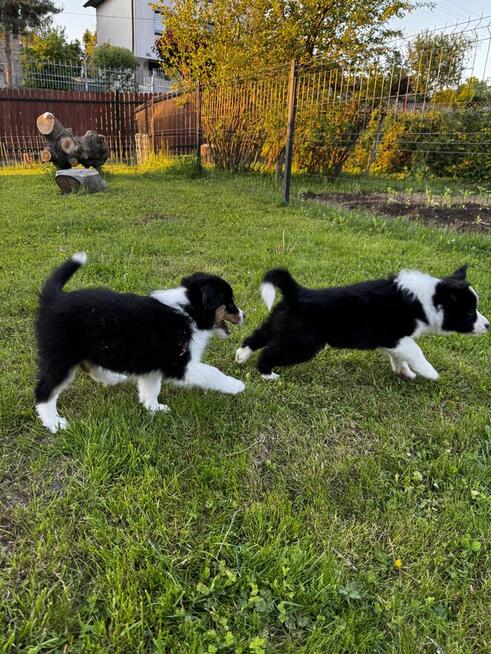 Border Collie FCI z rodowodem