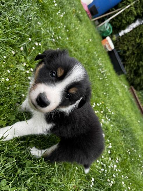 Border Collie FCI z rodowodem