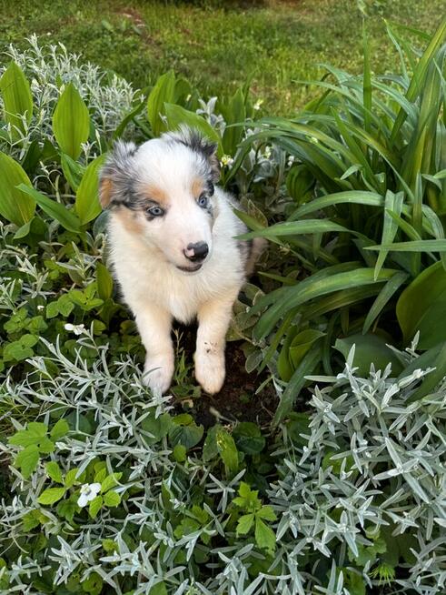 Border Collie FCI z rodowodem