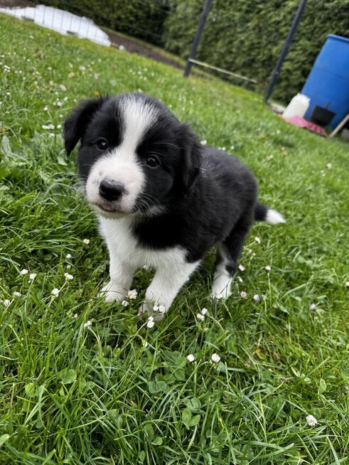 Border Collie FCI z rodowodem