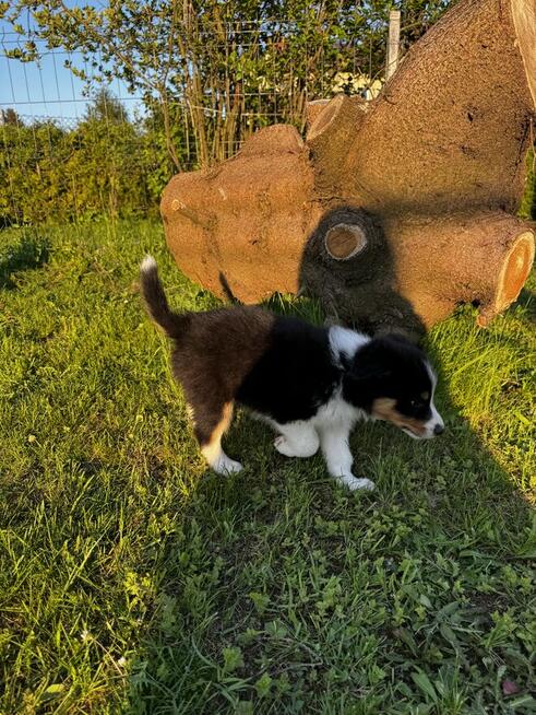 Border Collie FCI z rodowodem