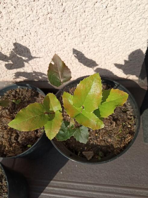 Mahonia i inne krzewy i iglaki