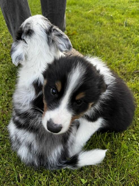 Border Collie FCI z rodowodem