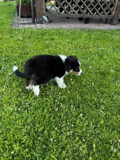 Border Collie FCI z rodowodem