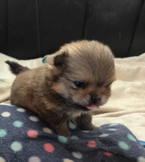 Szpic miniaturowy - pomeranian ZKwP/FCI