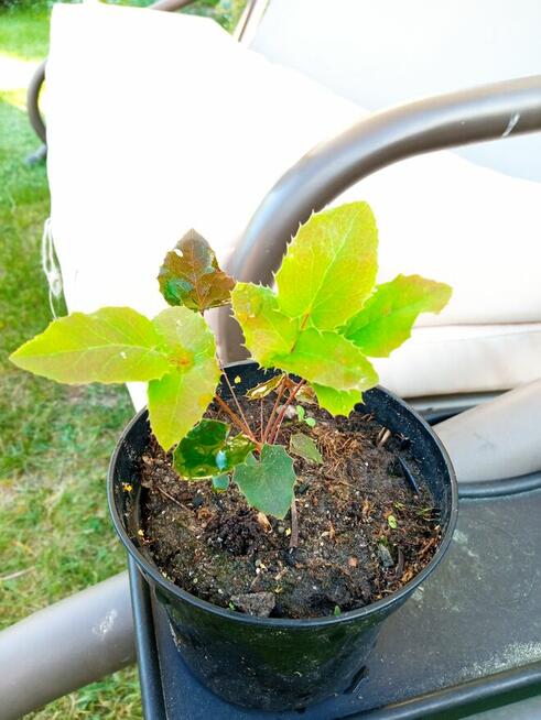 Mahonia i inne krzewy i iglaki