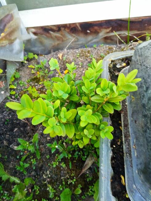 Mahonia i inne krzewy i iglaki