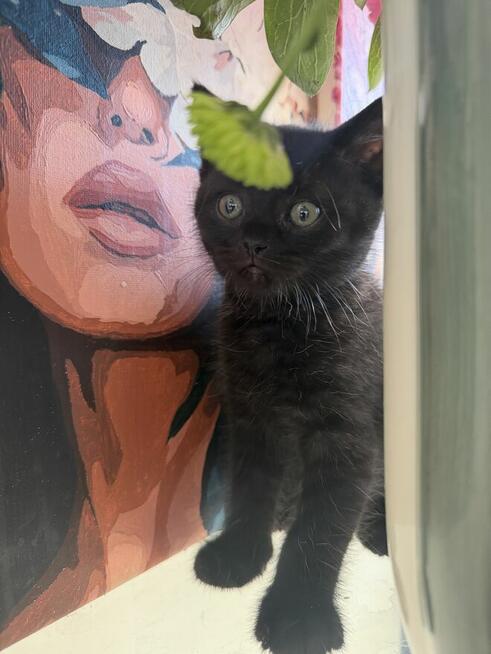 kocięta rasy Scottish Fold pomieszane z Brytyjskim