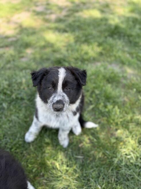 Szczenięta rasy border collie