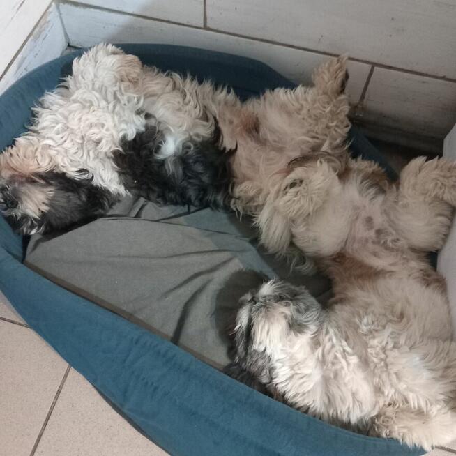Oddam w dobre ręce