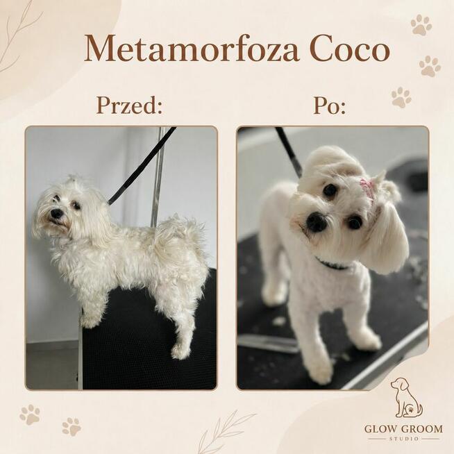 Strzyżenie psów Łódź i okolice - mobilny groomer