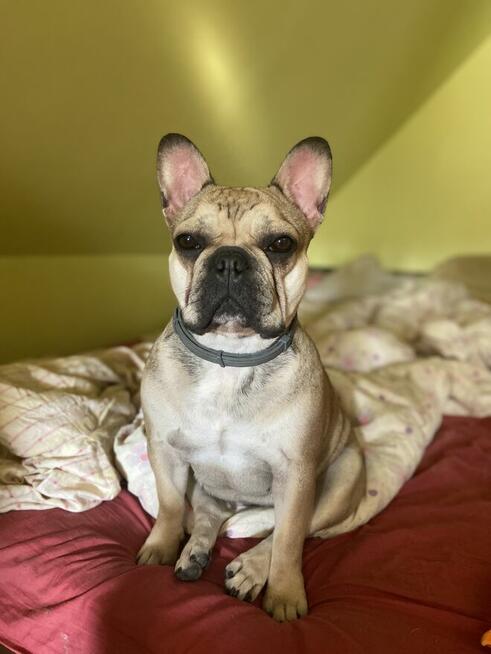 Buldog francuski szuka domu
