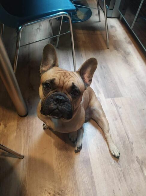 Buldog francuski szuka domu