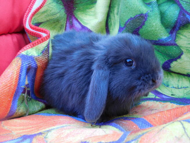 Niebieskie samiczki mini lop