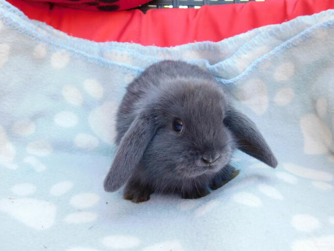 Niebieskie samiczki mini lop
