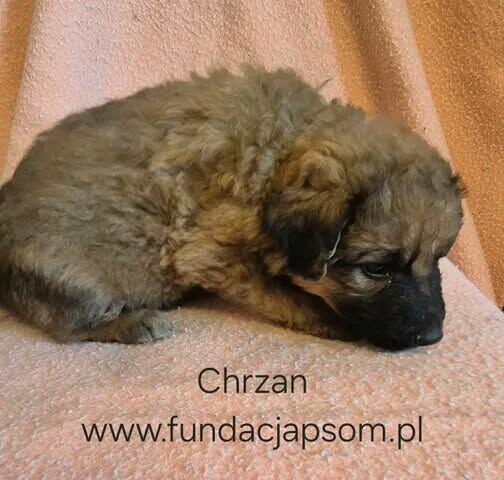Chrzan