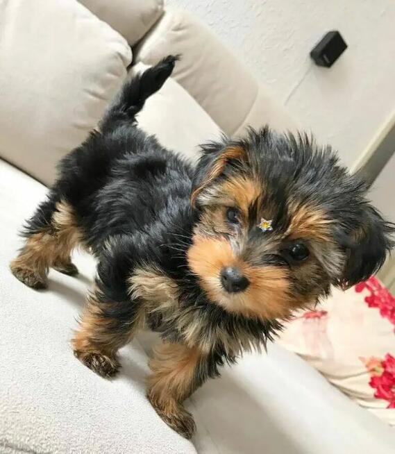 szczenięta Yorkshire Terrier