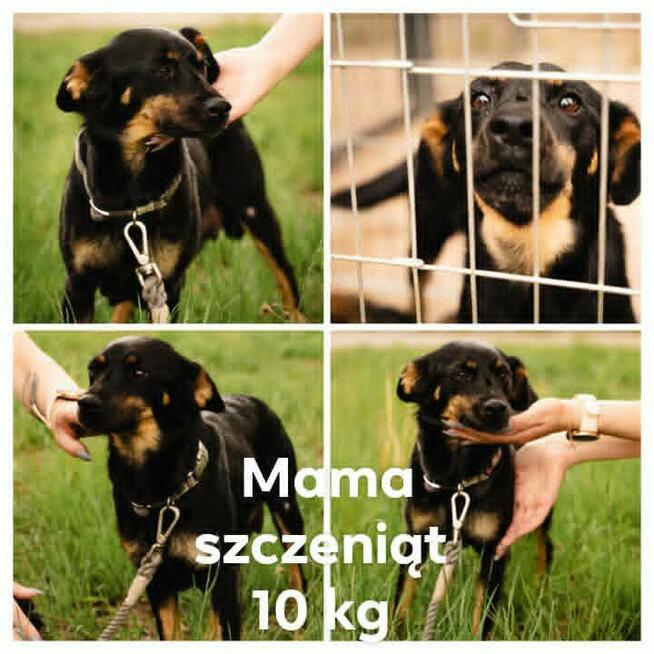 Błagam daj dom 8 tyg maluszkom i 1,5 r. mamie Daria Joanna