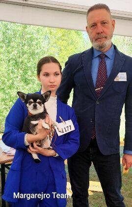 Chihuahua piękny długowłosy piesek rodowód ZKWP