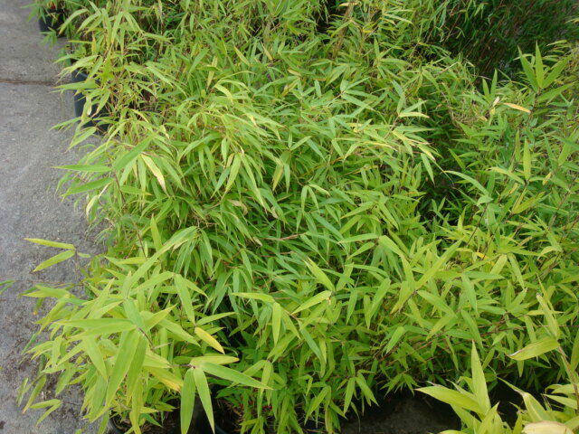 Fargesia Rufa