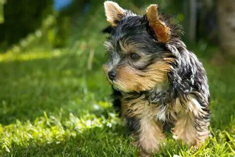 szczenięta Yorkshire Terrier