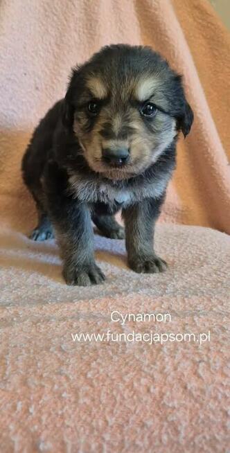 Cynamon