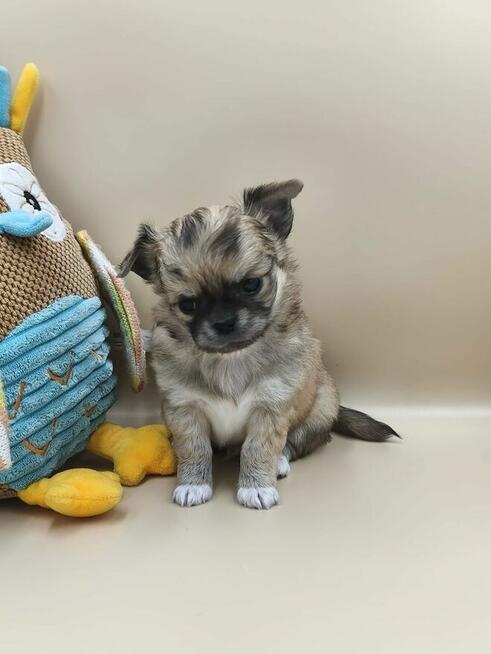 Chihuahua piękny długowłosy piesek rodowód ZKWP