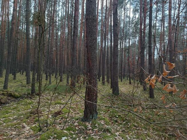 Las sosnowy 3,24 ha - Zacharzów/Radzanów, woj. mazowieckie