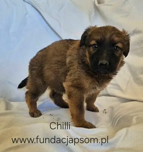 Chilli