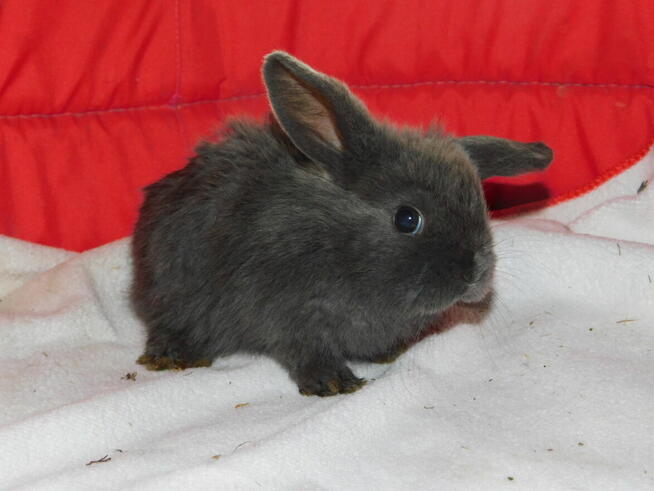 Baranki mini lop