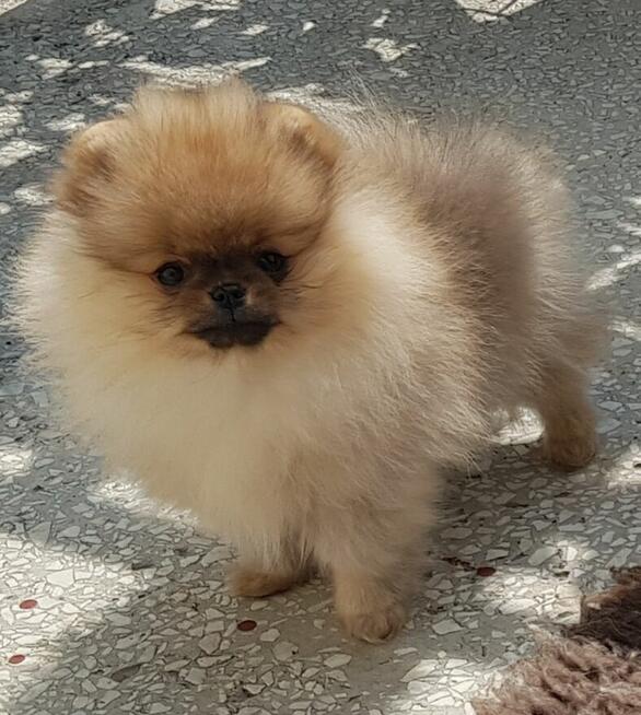 Piękna Pomeranianka