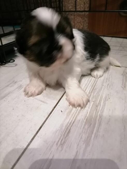 Pieski SHIH-TZU