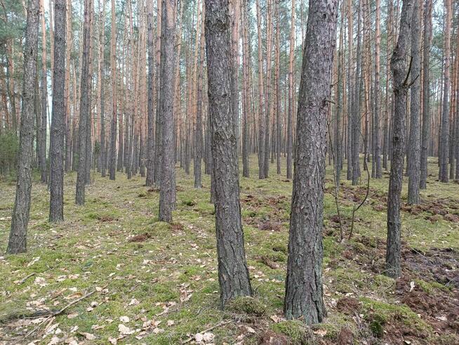 Las sosnowy 3,24 ha - Zacharzów/Radzanów, woj. mazowieckie