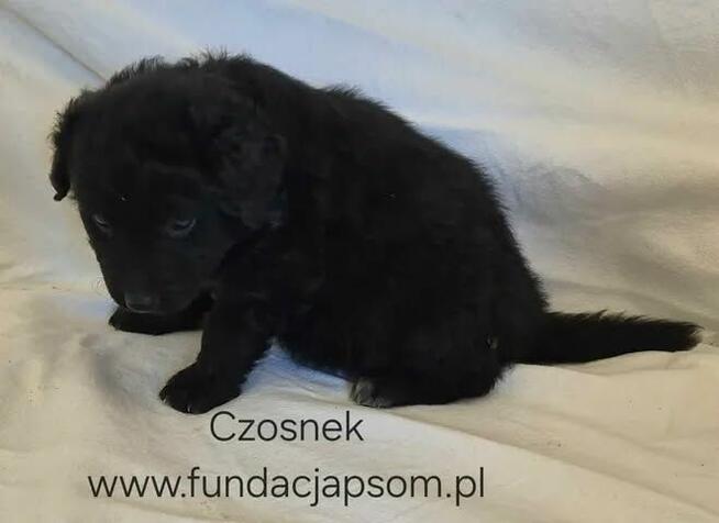 Czosnek