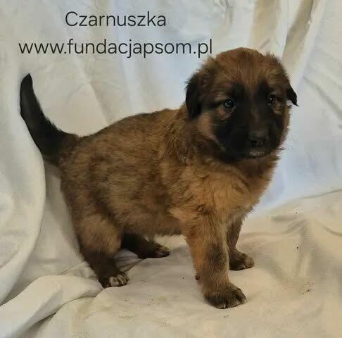Czarnuszka
