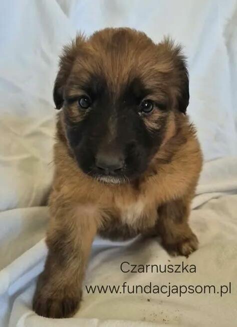 Czarnuszka