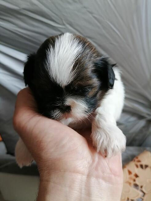 Pieski SHIH-TZU